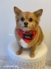 はじめましての「チャコちゃん」^o^「はじめまして　^ - ^」