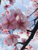 河津桜 松江市「春のにおい」