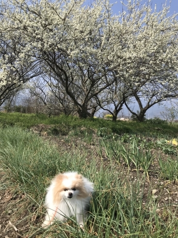 「　英語クラス　生徒募集！」