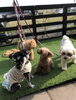 ましゅまろ園児のみんな　(*´꒳`*)「ましゅまろ幼稚園　^o^」