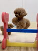 にこくんジャンプ💨「ましゅまろ幼稚園🐾」