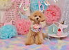 Happy birthday　ナノちゃん「Anniversary photo　(^O^)／」