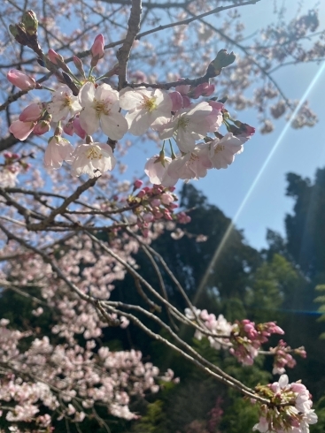 「【西条市小松町】興雲寺さんで春を見ーつけたっ！！」