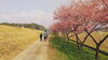 大東町　河津桜「卒業シーズン」