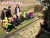 大きくなったチューリップの観察♡♡「チューリップさんこんにちは！【交野市・小規模保育園】」