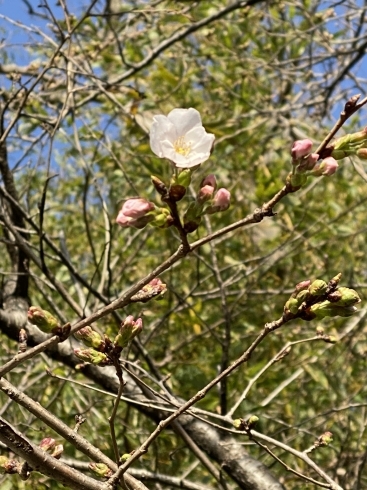 「加古川の桜の開花情報❣️」