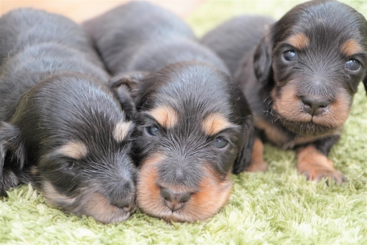 「ミニチュアダックス子犬情報」