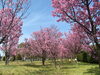 「桜前線が新居浜＆西条にもやってきました！！」