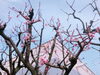 あんずの花「明日3/20（土・祝）はお休みします！」