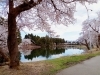 「お花見シーズン到来！南魚沼市小栗山のお松の池に行ってみました」