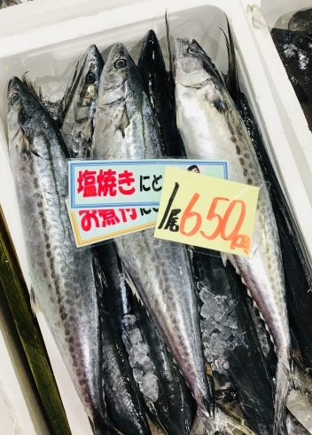 「西海物産館 魚魚市場鮮魚コーナーおすすめは「サワラ・ヤリイカ」です♪」