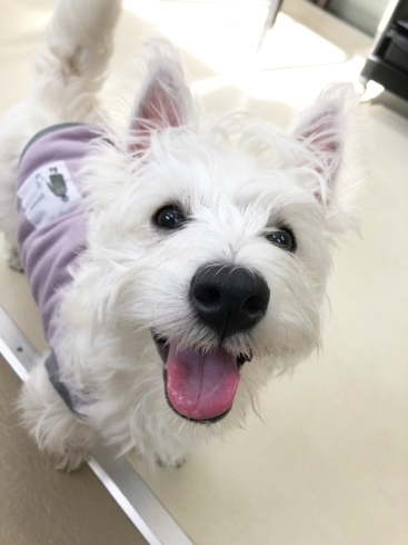 「新生活スタート♪新潟市犬の保育園♪犬の社会化HappyTail」