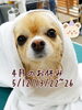 「4月のお休み★新潟市トリミングサロン♪ワンちゃんに優しいトリミング★HappyTail」