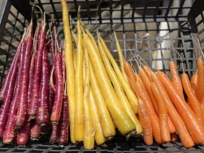 ハーモニー人参＆アロマレッド人参！「⭐︎カラフル野菜の小山農園、ハーモニー人参残り僅か☆」