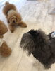 遊びを誘い中のポワンくん「おはようございます^o^」