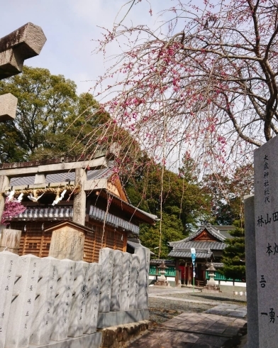 氏神さま(^^)/ 大歳神社の枝下桜の蕾もふっくら「桜情報&春のからだにぴったりレシピ(^^)/《西京区 上田とうふ 直売所 春 桜 酸辣湯》」