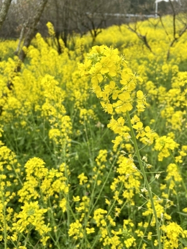 「【市民の森】一面に咲く菜の花！」