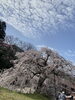 「桜」