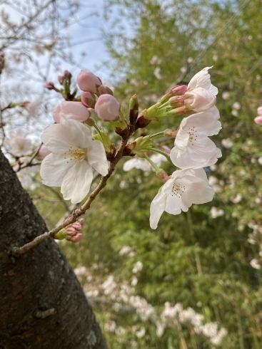 早い子も遅い子もありますね〜「鶴林寺　桜ニュース」