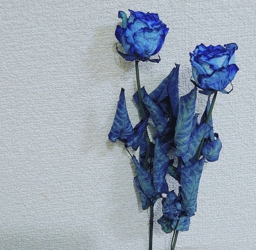 葉までコバルトブルー「ブルーのバラ」