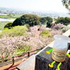 広さもあり朝の散歩にもオススメです★「桜満開☆八媛プリンの旅♪第2弾☆」
