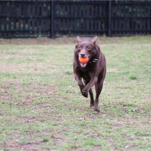 犬のマーキングについて 静岡 しつけ ドッグトレーニング 保護犬 家庭犬 First Dog やちのニュース まいぷれ 静岡市