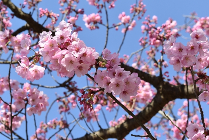 「桜が少しずつ咲き始めました‼」