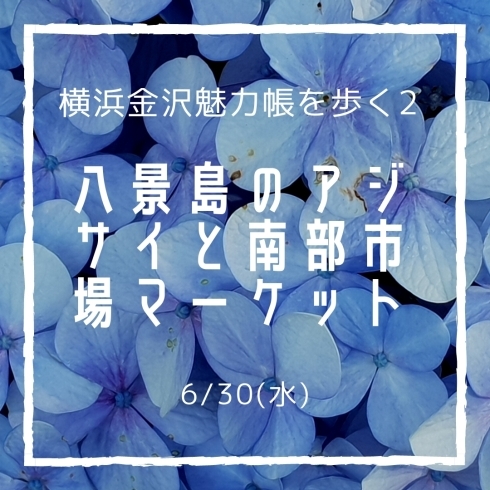 「八景島のアジサイと南部市場マーケット」