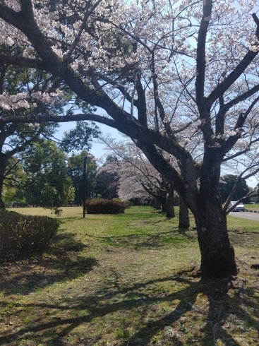 上を向いて歩きましょう。桜満開ですよ！「カラダのクセを正すには歩き方が大事【習志野駅近の鍼灸治療院　身体の痛みや、長年の身体の不調に悩まされている方に】」