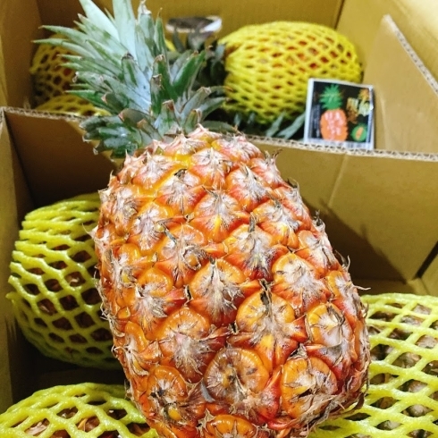 「今話題の「台湾産パイナップル」