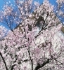 「早咲きの桜が満開♪(*´▽｀*)」
