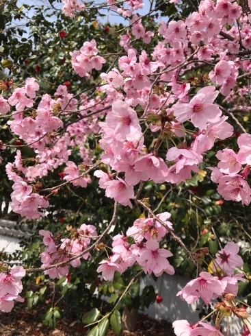 「小松中央公園で春を感じてきました♪」