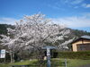 「桜が咲きました」