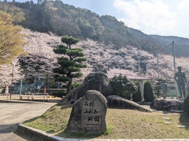 「【西条市小松町大頭】石根ふれあい公園の桜が満開でした♪」