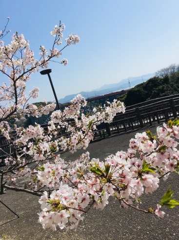 「西海橋は桜で満開「明日から大潮です」♪」