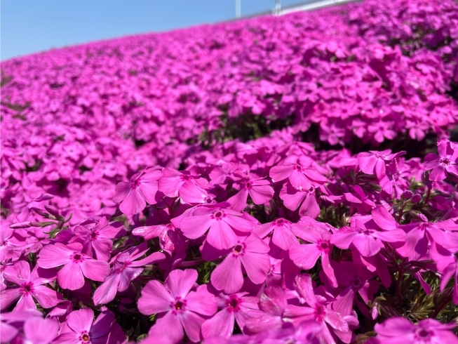 濃いピンク色が綺麗♪ 春の柴又江戸川土手『芝桜（しばざくら）』が