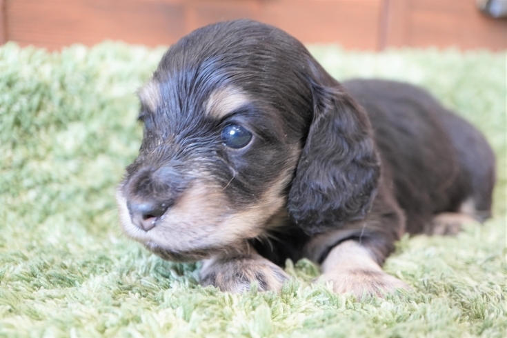 「ミニチュアダックス子犬情報」