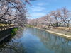 「西条市石田のひょうたん池の桜がきれいです！【2021年3月26日】」