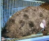 「西海物産館 魚魚市場鮮魚コーナーおすすめ商品は「ヒラメ」です♪」