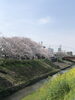 桜が見頃です！「近くの桜が見頃です！【茂原市にある外房エリア唯一の総合住宅展示場】」