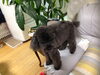 ２年位前はオムツ無しでした‼️「高齢犬のオムツ　使ってますか？」