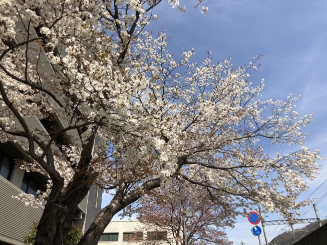 川西市役所庁舎横「さくら咲く」