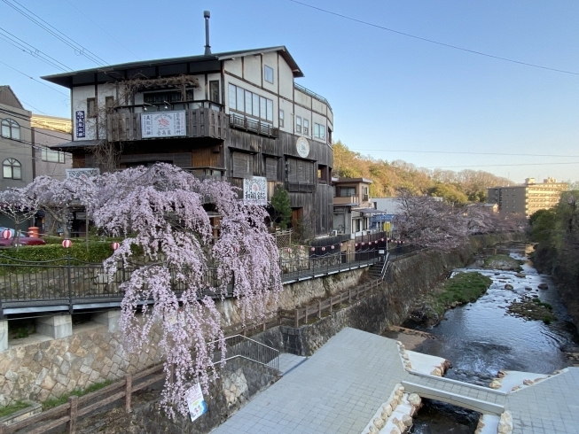 太閤橋近くの枝垂れ桜は今見頃です。「有馬温泉　桜情報」
