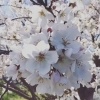 桜「【桜開花情報その2】」