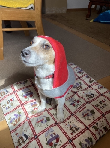 看板犬みかん「ワンコとお仕事しよっ♪」