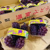 「ぷりっぷりの「デラウェア」の入荷も始まっていますよー 山梨県産「ハウス　デラウェア」」