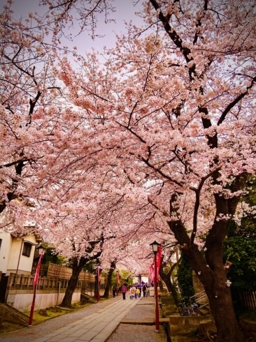 満開で心躍ります「お花見」