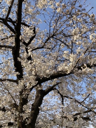 「今日は3月最後の定休日ですʅ（◞‿◟）ʃ」