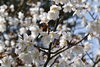 「～本日の桜情報～」
