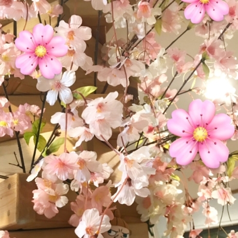 「店内に桜が咲きました♪」